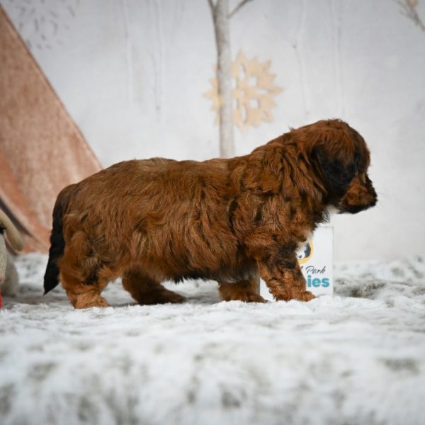 Shihpoo Puppy for Sale