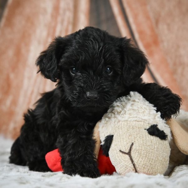 Yorkiepoo Puppy for Sale