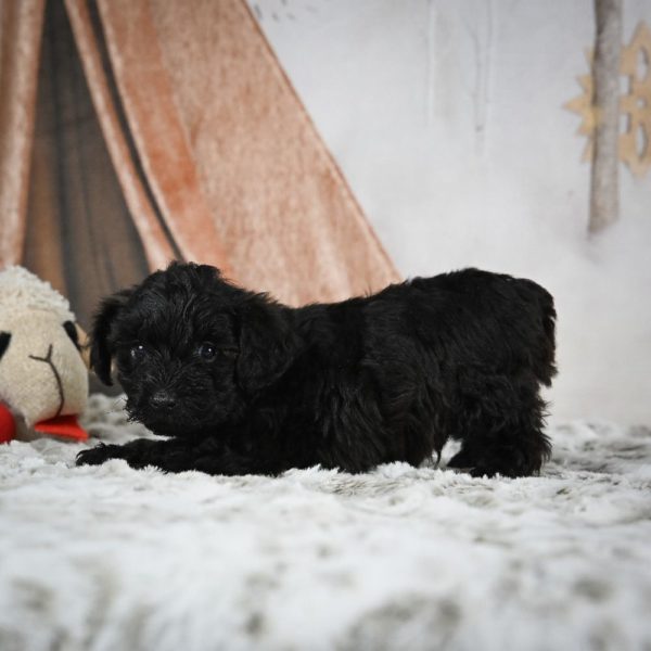 Yorkiepoo Puppy for Sale