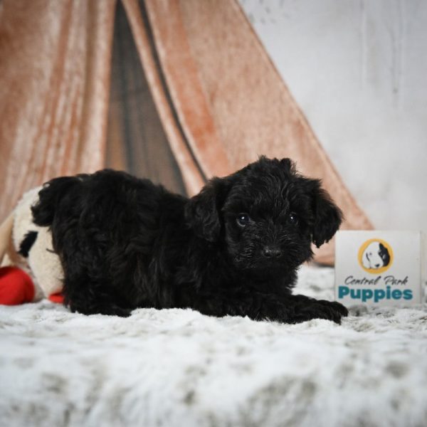 Yorkiepoo Puppy for Sale