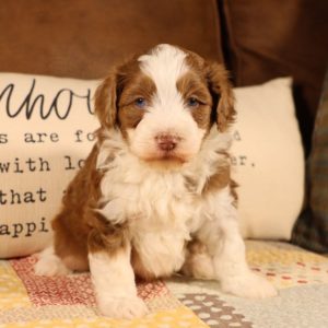 F1b Mini Aussiedoodle Puppy for Sale