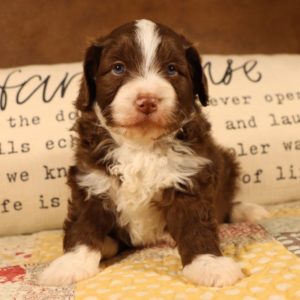 F1b Mini Aussiedoodle Puppy for Sale