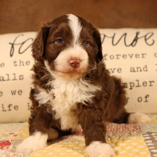 F1b Mini Aussiedoodle Puppy for Sale