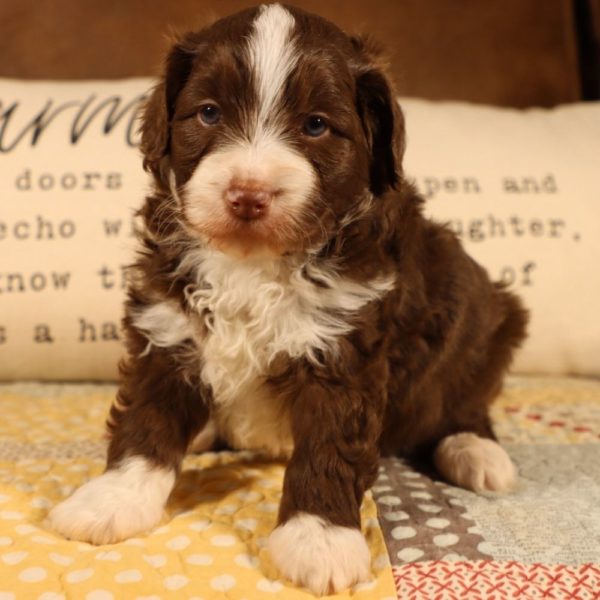 F1b Mini Aussiedoodle Puppy for Sale