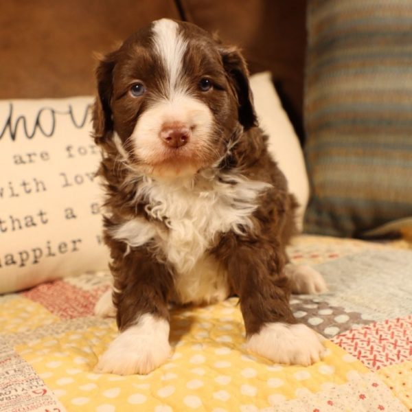 F1b Mini Aussiedoodle Puppy for Sale