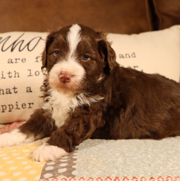 F1b Mini Aussiedoodle Puppy for Sale