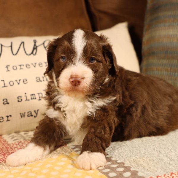 F1b Mini Aussiedoodle Puppy for Sale