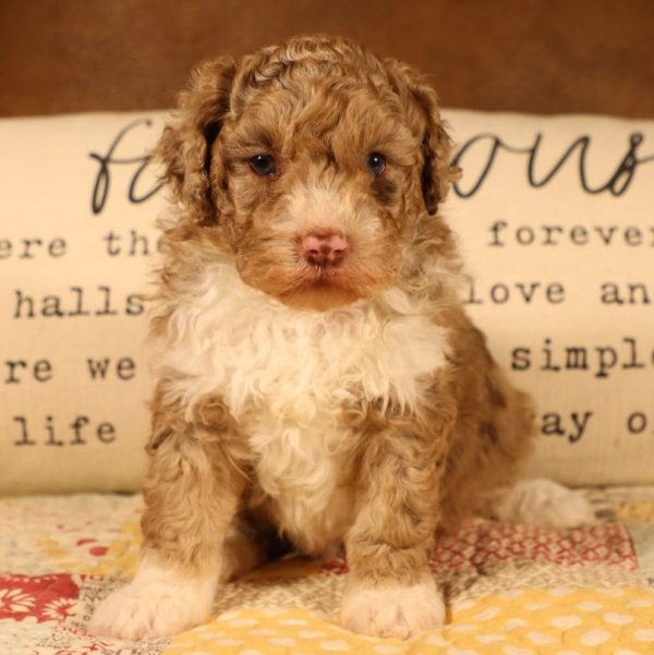 F1b Mini Aussiedoodle Puppy for Sale