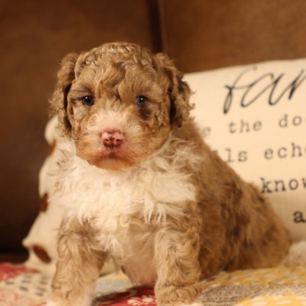 F1b Mini Aussiedoodle Puppy for Sale