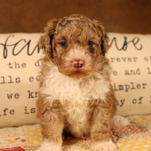 F1b Mini Aussiedoodle Puppy for Sale