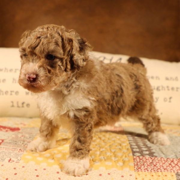 F1b Mini Aussiedoodle Puppy for Sale