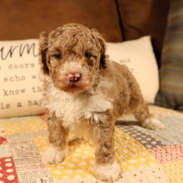 F1b Mini Aussiedoodle Puppy for Sale