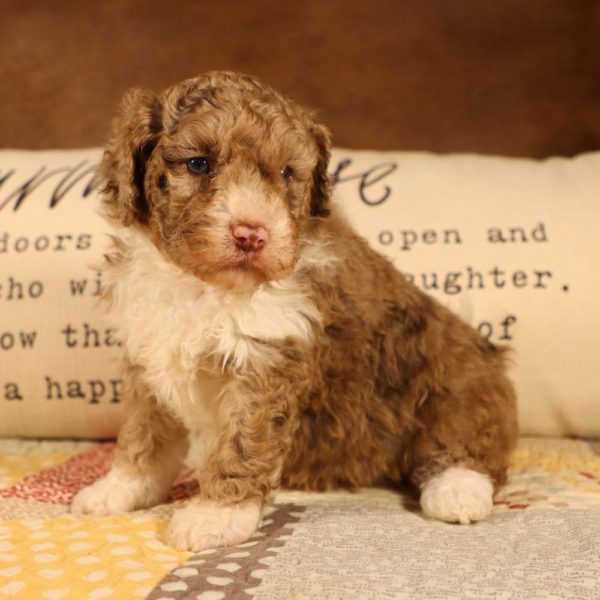 F1b Mini Aussiedoodle Puppy for Sale