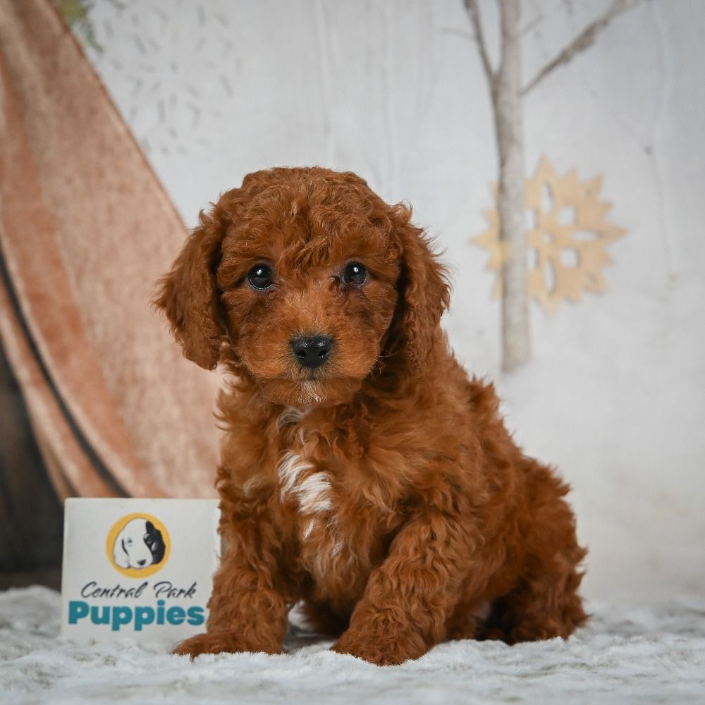 F1b Cavapoo Puppy for Sale in NYC