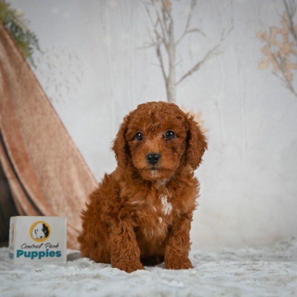 F1b Cavapoo Puppy for Sale