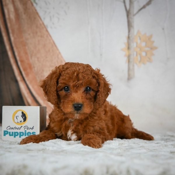 F1b Cavapoo Puppy for Sale