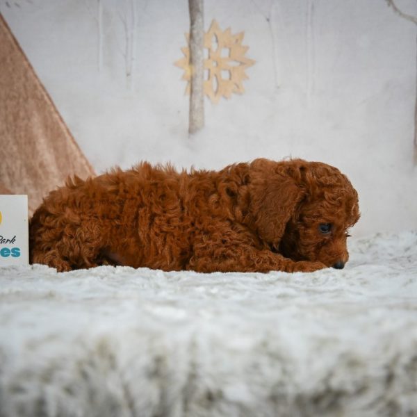 F1b Cavapoo Puppy for Sale