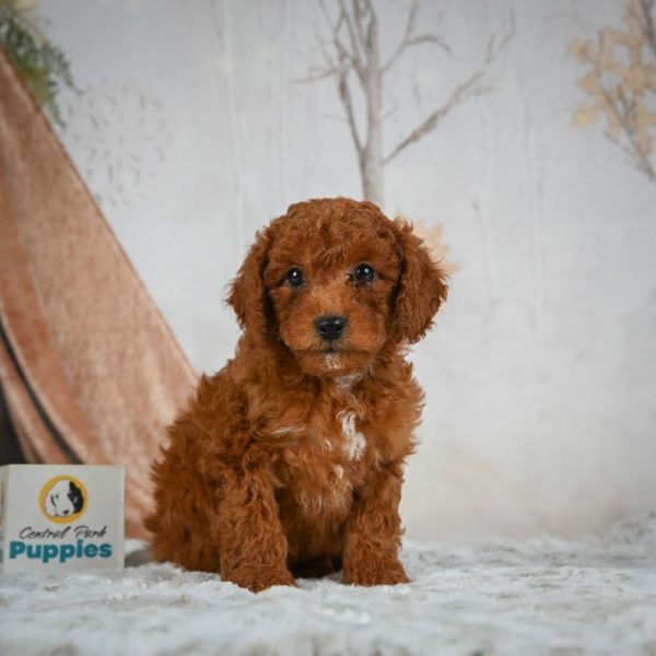 F1b Cavapoo Puppy for Sale