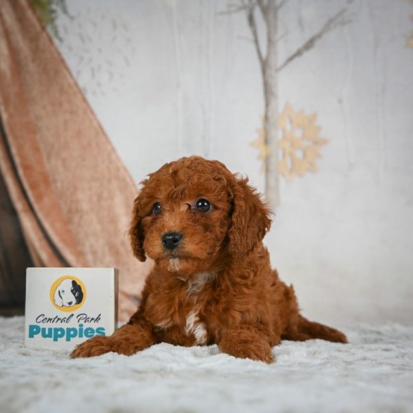 F1b Cavapoo Puppy for Sale