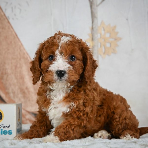 F1b Cavapoo Puppy for Sale