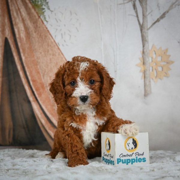 F1b Cavapoo Puppy for Sale