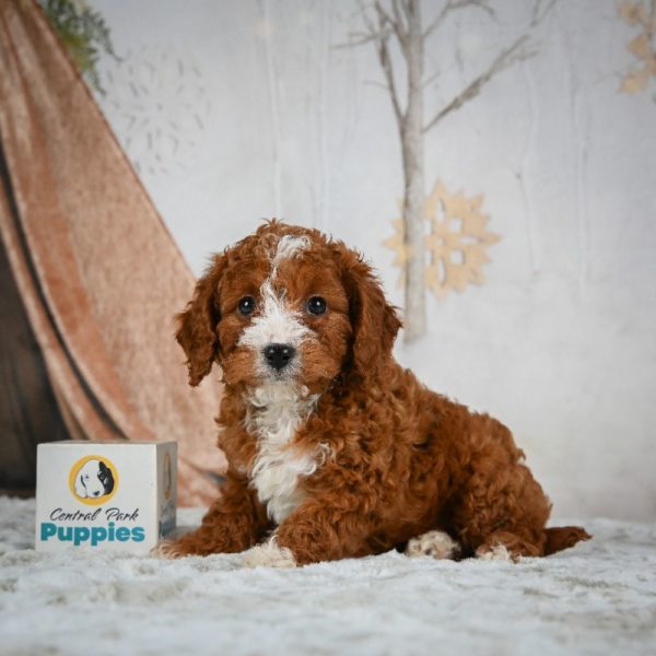 F1b Cavapoo Puppy for Sale