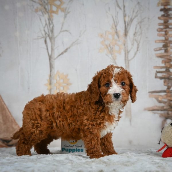 F1b Cavapoo Puppy for Sale