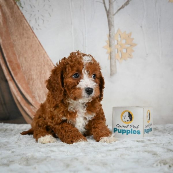 F1b Cavapoo Puppy for Sale