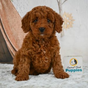 F1b Cavapoo Puppy for Sale