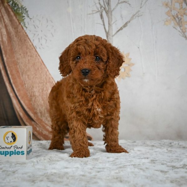 F1b Cavapoo Puppy for Sale