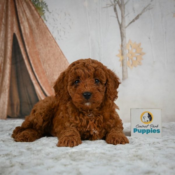 F1b Cavapoo Puppy for Sale