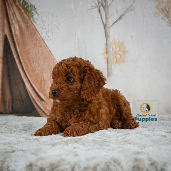 F1b Cavapoo Puppy for Sale