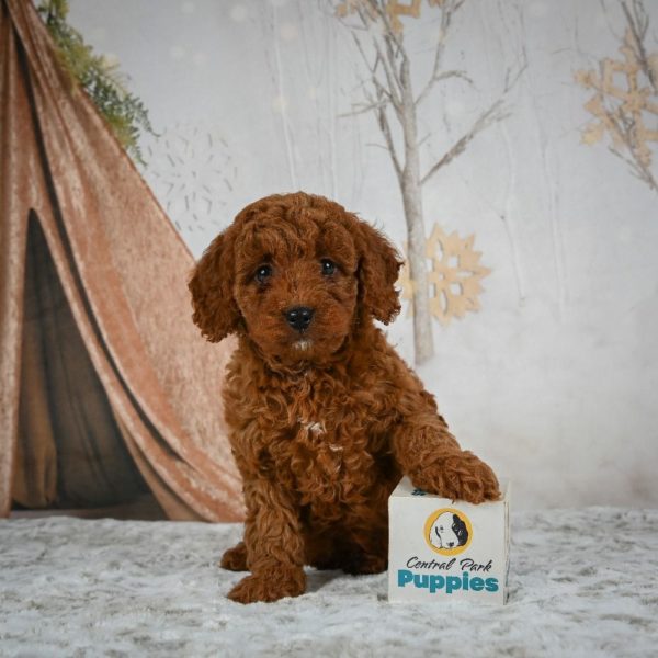 F1b Cavapoo Puppy for Sale