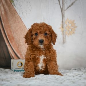 F1b Cavapoo Puppy for Sale