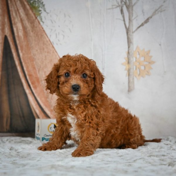 F1b Cavapoo Puppy for Sale