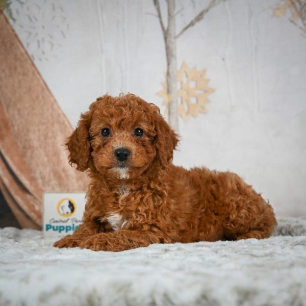 F1b Cavapoo Puppy for Sale