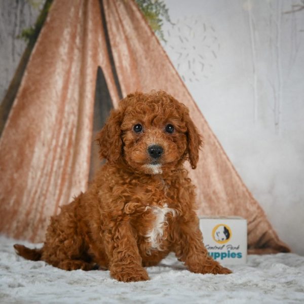 F1b Cavapoo Puppy for Sale