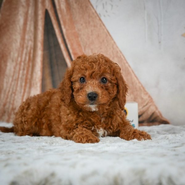 F1b Cavapoo Puppy for Sale