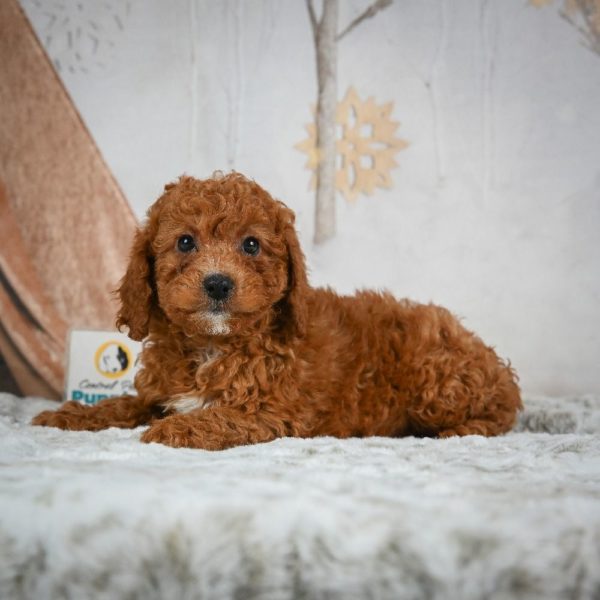 F1b Cavapoo Puppy for Sale