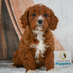 F1b Cavapoo Puppy for Sale