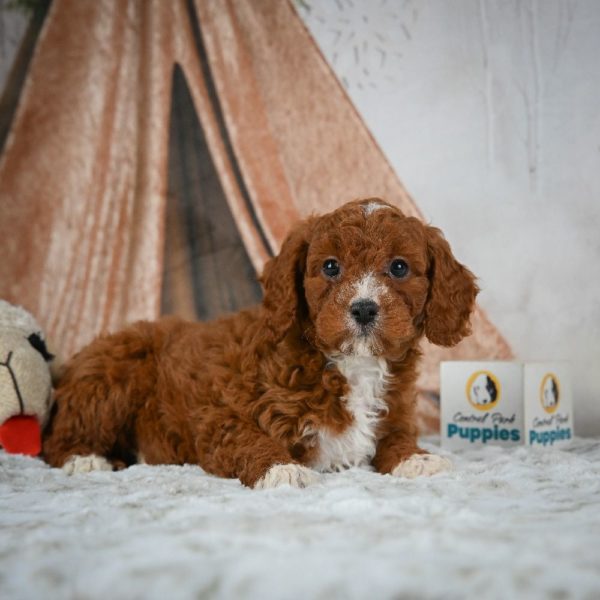 F1b Cavapoo Puppy for Sale