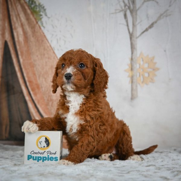 F1b Cavapoo Puppy for Sale