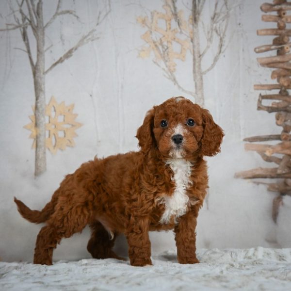 F1b Cavapoo Puppy for Sale