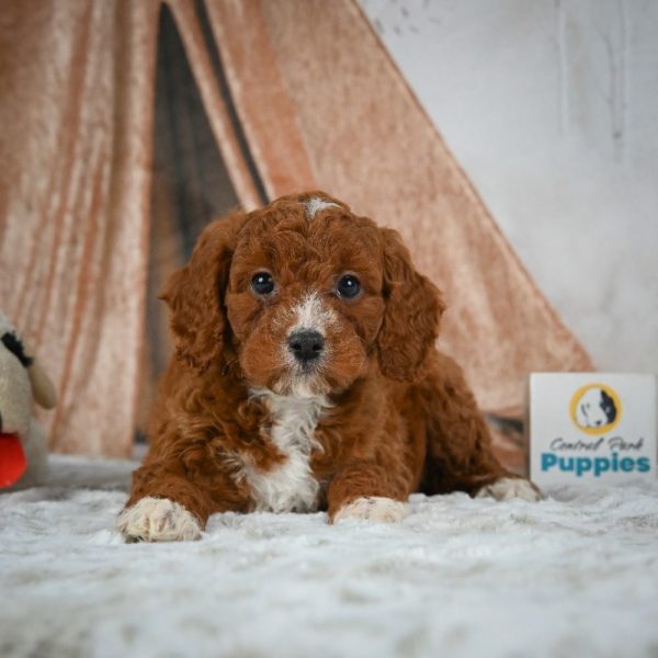 F1b Cavapoo Puppy for Sale