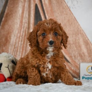 F1b Cavapoo Puppy for Sale