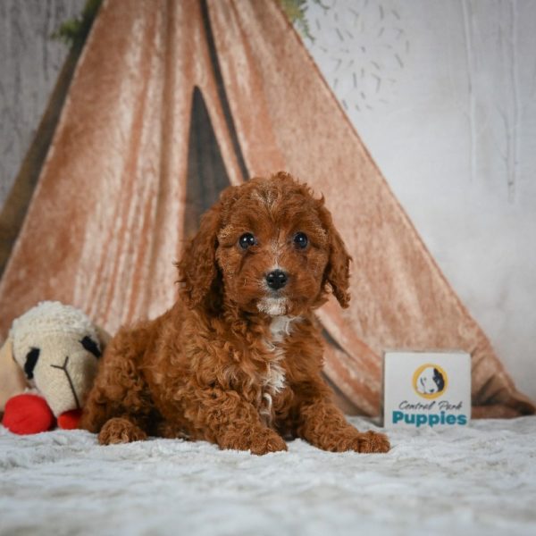 F1b Cavapoo Puppy for Sale