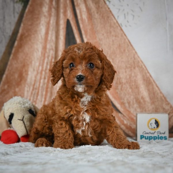 F1b Cavapoo Puppy for Sale