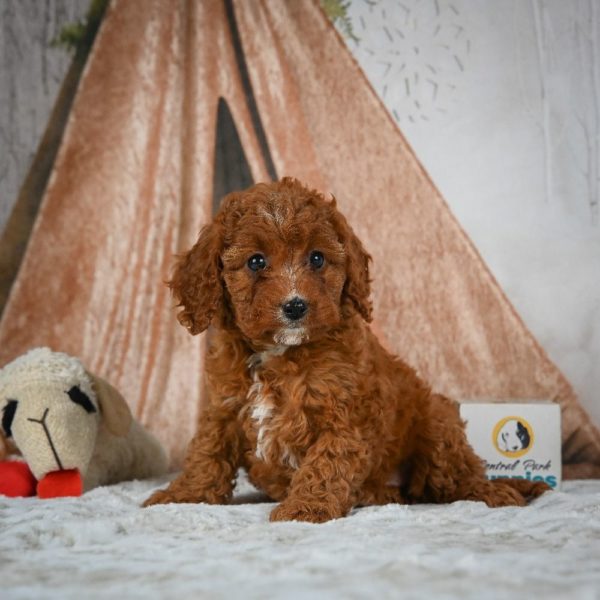 F1b Cavapoo Puppy for Sale