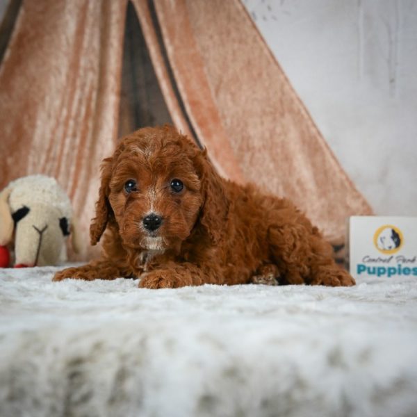 F1b Cavapoo Puppy for Sale