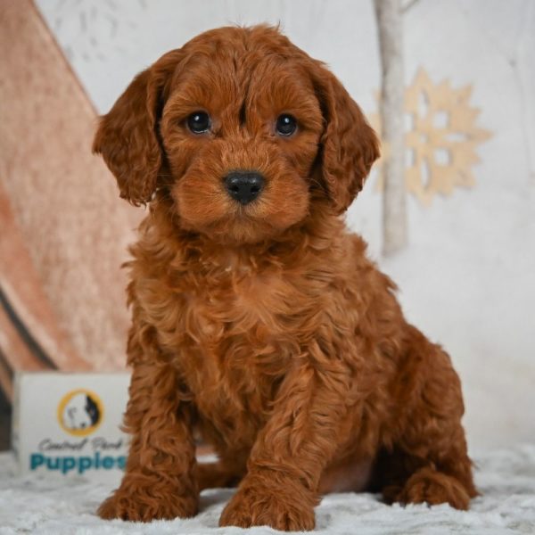 F1b Cavapoo Puppy for Sale